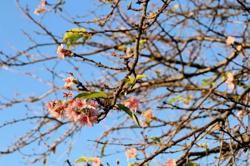 四季桜 四季桜 四季桜,しきざくら,秋に咲く桜の写真素材