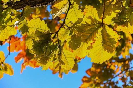 柏 柏,樫の木,日光の写真素材