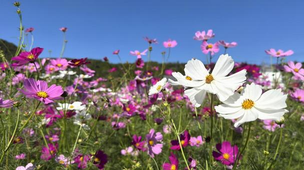コスモス１３の写真