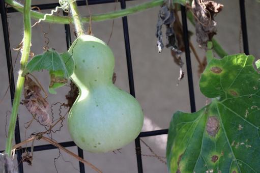 家の塀に瓢箪の実のなる風景 家,塀,瓢箪の写真素材