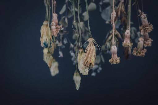 ドライフラワー ドライフラワー,植物,花の写真素材