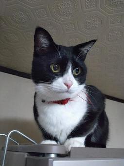 はちわれ猫024 はちわれ猫024の写真