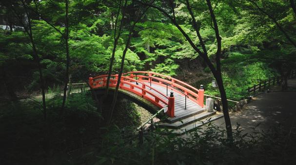 新緑 新緑の写真