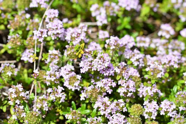 咲き誇るタイムロンギカウリスの花 タイムロンギカウリス,クリーピングタイム,花の写真素材