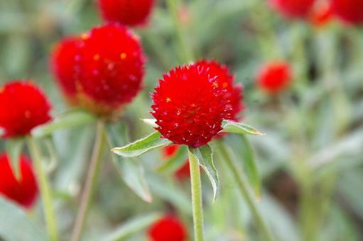 アメリカセンニチコウ アメリカセンニチコウ,亜米利加千日紅,キバナセンニチソウの写真素材