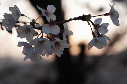 Photo, cherry blossoms, sakura, yoshino cherry tree, 