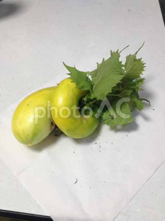 しそに巻き付いたきゅうり キュウリ,しそ,野菜の写真素材
