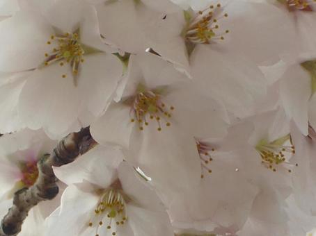 Cherry blossom blur background-7, JPG