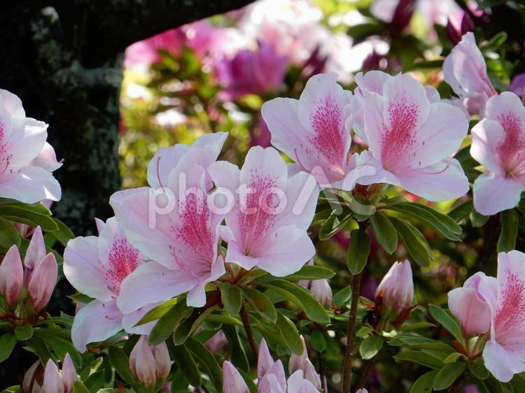 【花の写真】ツツジ ツツジ,つつじ,躑躅の写真素材