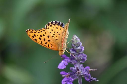 A butterfly sucking nectar from a purple-petaled sage flower, JPG A butterfly sucking nectar from a purple-petaled sage flower, JPG