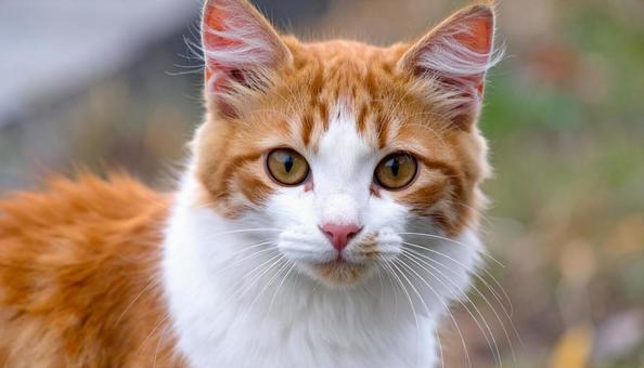 猫のアップ 猫のアップの写真