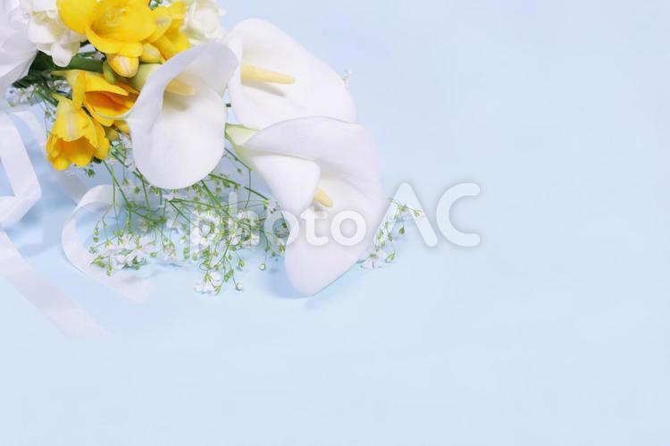 フリージアと白いカラーの花束　水色背景 花束,フリージア,カラーの花の写真素材