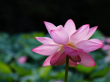 ハスの花【極楽浄土】 ハスの花【極楽浄土】の写真