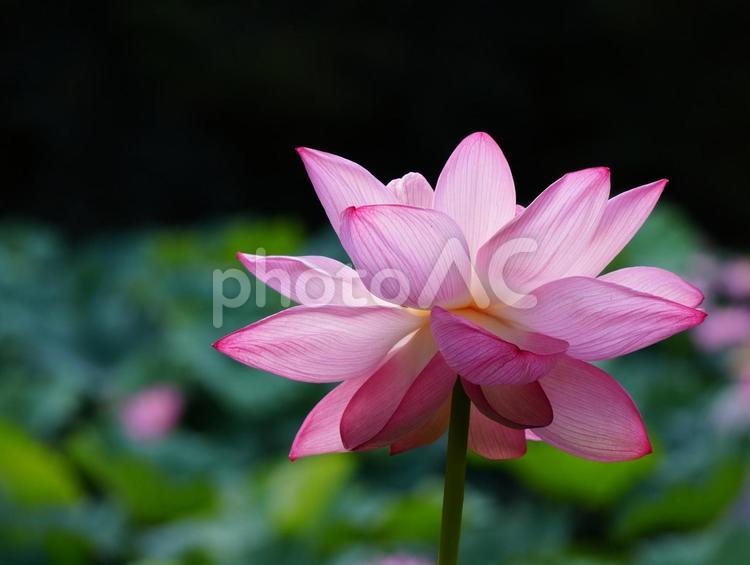 ハスの花【極楽浄土】 ハス,蓮,ハスの花の写真素材