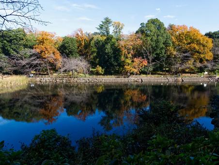 秋色の木々が映る静かな池の風景 池,水面,反射の写真素材