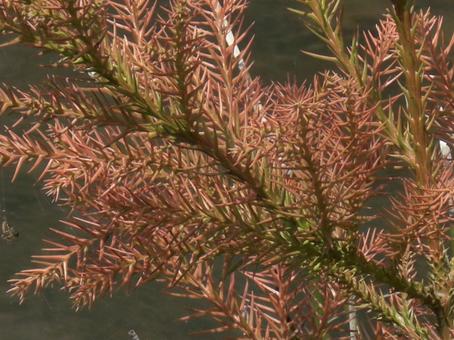 Cedar leaf blur background-2, JPG