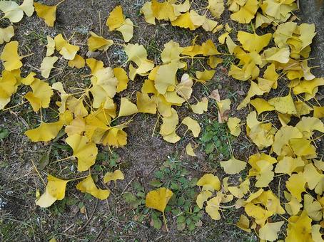 Gingko leaves scattered on the ground, the earth, fallen leaves, autumn, JPG