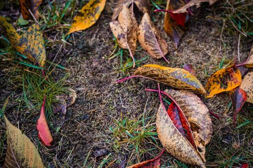 北海道　秋の風景 北海道,北,札幌市の写真素材