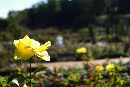 秋の花:バラ4 秋の花:バラ4の写真