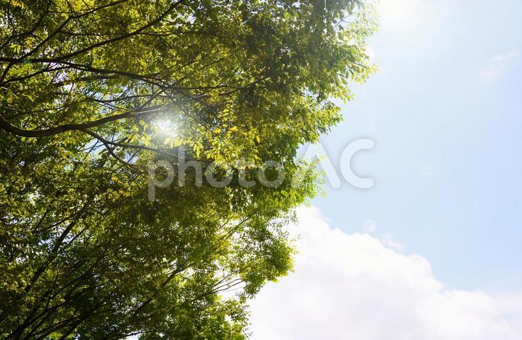 樹木_森林_189 青空,空,夏の写真素材