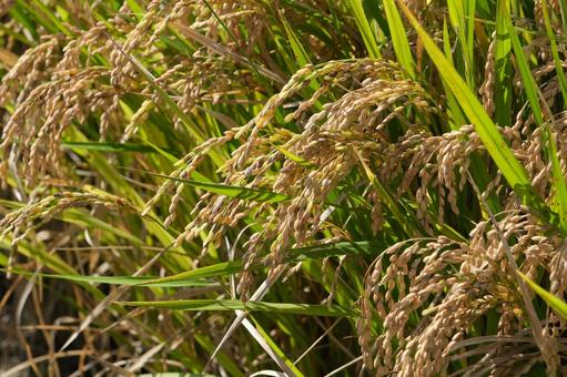 収穫前の稲穂 稲,稲穂,アップの写真素材