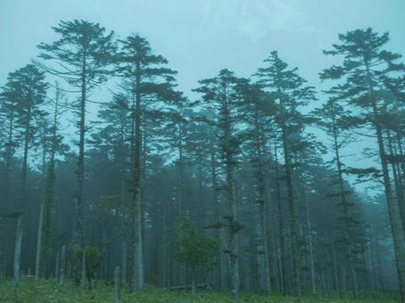 霧の森 霧の森の写真