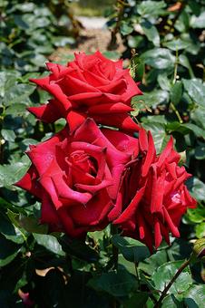 荒牧バラ園724　熱情 兵庫県,荒牧バラ園,バラの写真素材