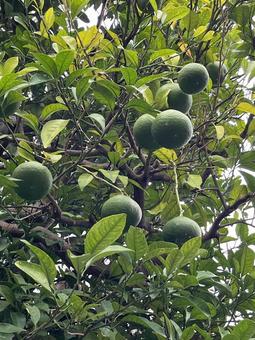 鎌倉市　緑のミカンの写真