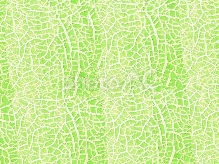 メロン模様のテクスチャ メロン,模様,テクスチャの写真素材