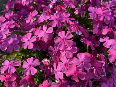 芝桜 群生 芝桜 群生の写真
