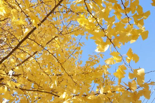 銀杏 自然,風景,いちょうの写真素材