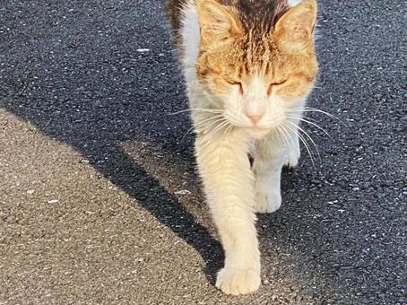 ねこ ねこの写真