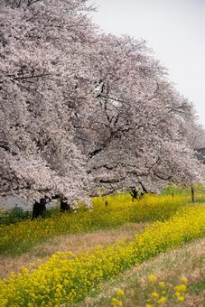 満開の桜並木と菜の花畑 桜,菜の花,花の写真素材