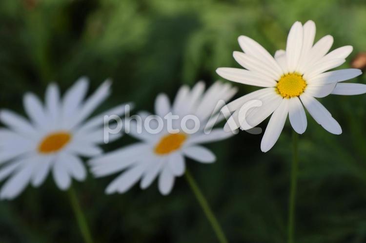 １月下旬の温室のマーガレットの花 背景,マーガレット,花の写真素材