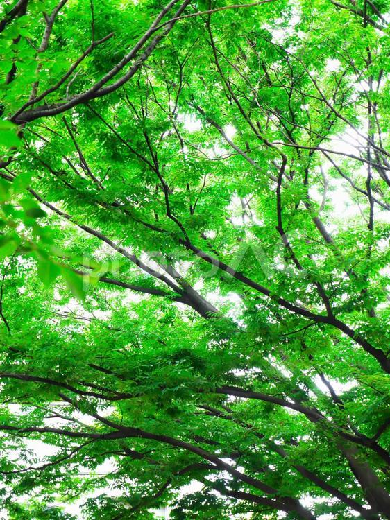 大樹の緑と木漏れ日 木,大樹,大木の写真素材