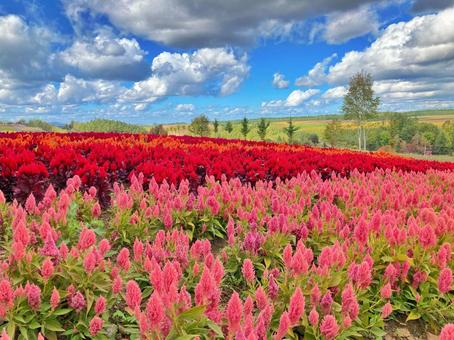 カラフルなケイトウの花畑(北海道美瑛町) カラフルなケイトウの花畑(北海道美瑛町) ケイトウ,花,花畑の写真素材