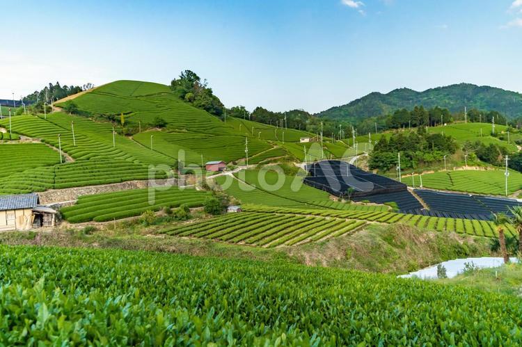 京都の茶畑　宇治茶7 茶畑,お茶の葉,風景の写真素材