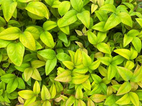 オタフクナンテン（お多福南天）２１ オタフクナンテン,お多福南天,庭木の写真素材