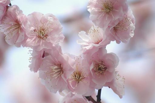 梅の花 花,ピンク,梅の写真素材