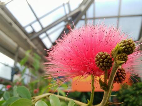 ブラシのような熱帯植物 オオベニゴウカン ブラシのような熱帯植物 オオベニゴウカン 赤,ピンク,花の写真素材