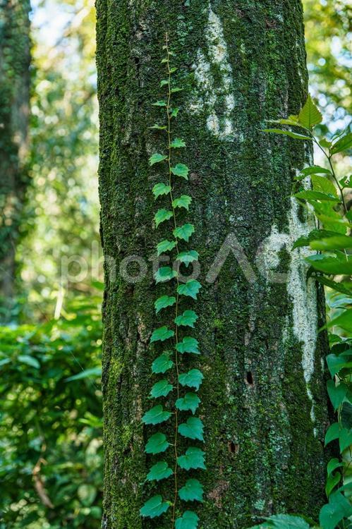 森の樹木に伝う蔦 自然,木,樹木の写真素材