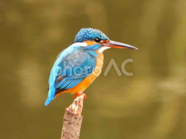 水面に立つ棒にとまるカワセミ カワセミ,鳥,鳥類の写真素材