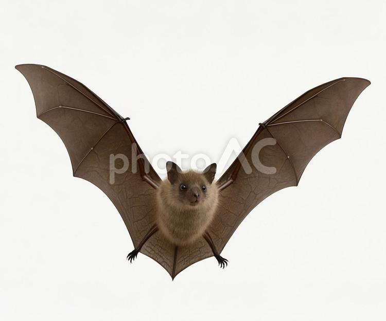 コウモリが空中で羽ばたく瞬間 コウモリ,こうもり,蝙蝠の写真素材