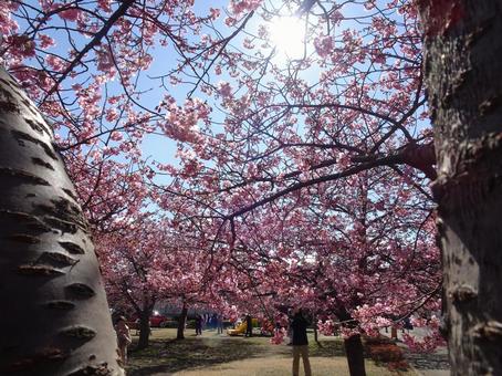 河津桜の公園-40 河津桜の公園-40 公園,河津桜,花びらの写真素材
