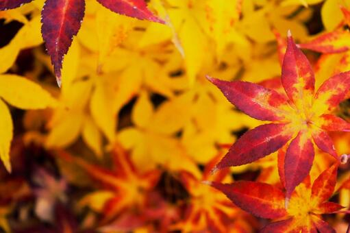 色づく紅葉　2 紅葉,モミジ,カエデの写真素材