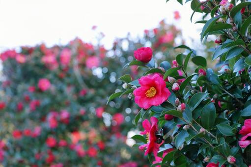 赤い山茶花 サザンカ,花,冬の写真素材
