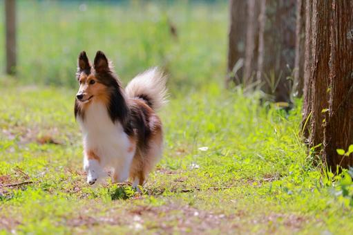 シェルティ 犬,シェルティ,ドッグカフェの写真素材