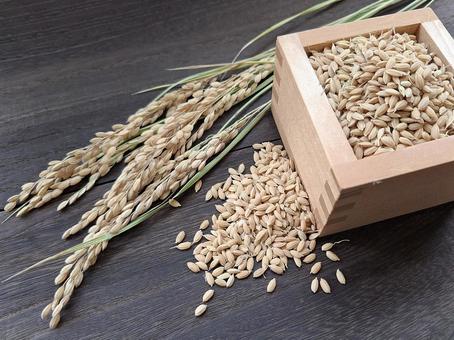 稲穂と籾_焦茶木目バック_5 稲穂と籾_焦茶木目バック_5 秋,秋の味覚,米の写真素材