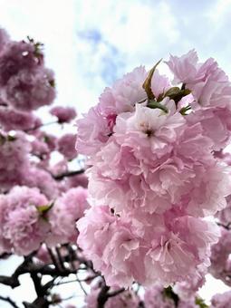 桜 桜の写真