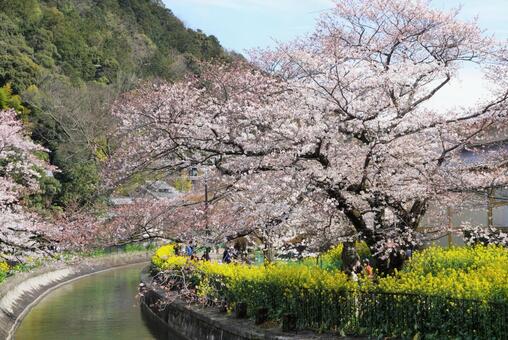川沿いの春 川沿いの春の写真